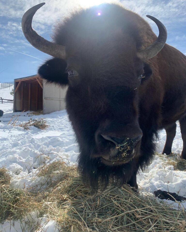 YWS bison 768x960