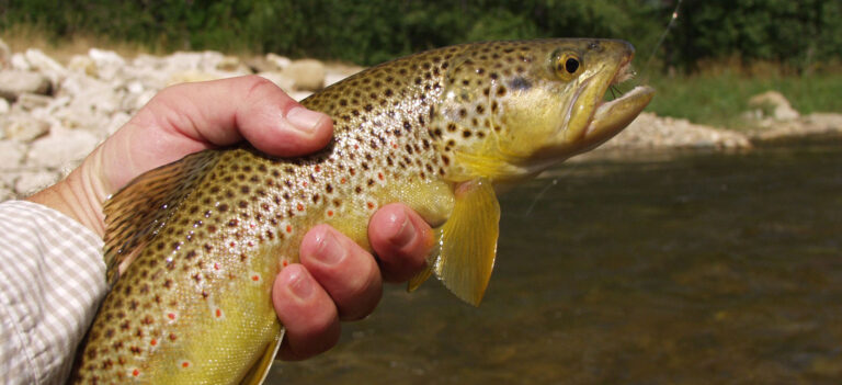rockyforkoutfitters1 768x351