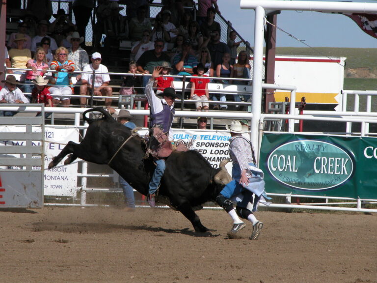 rodeo 28 768x576