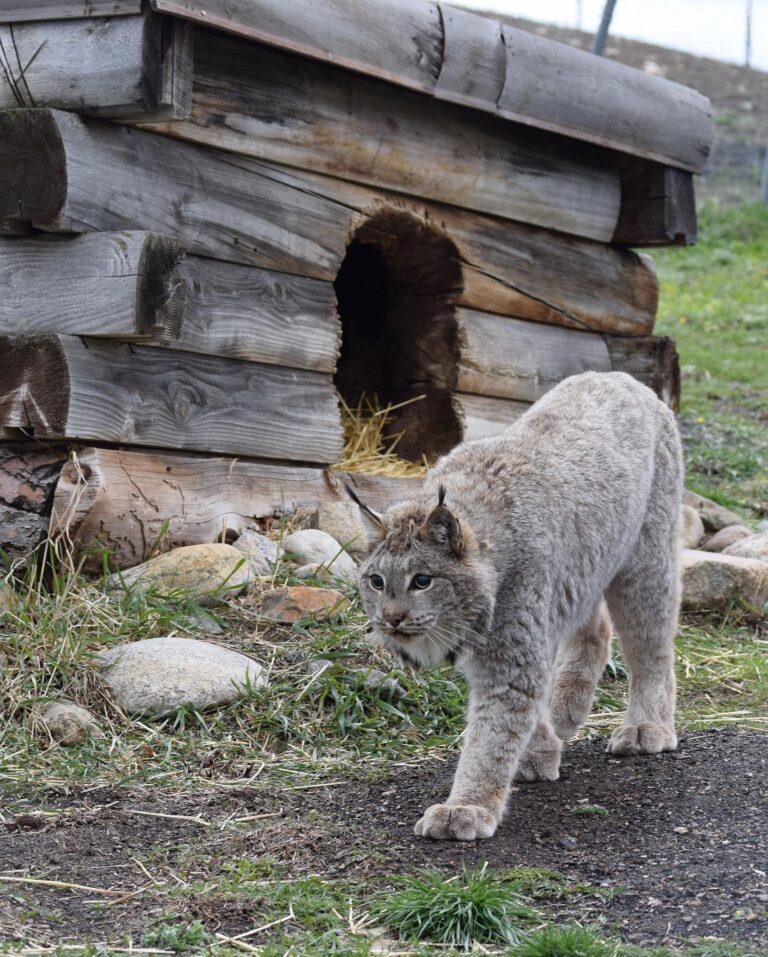 YWS bobcat 768x957