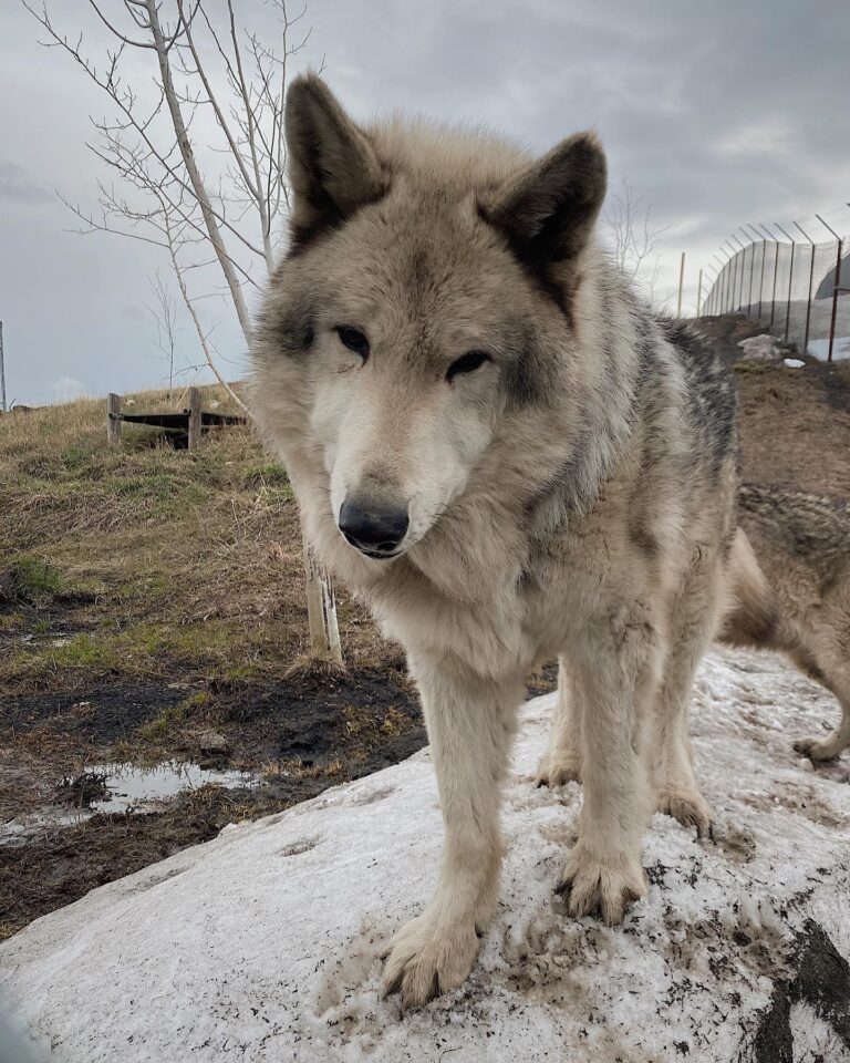YWS wolf 768x960