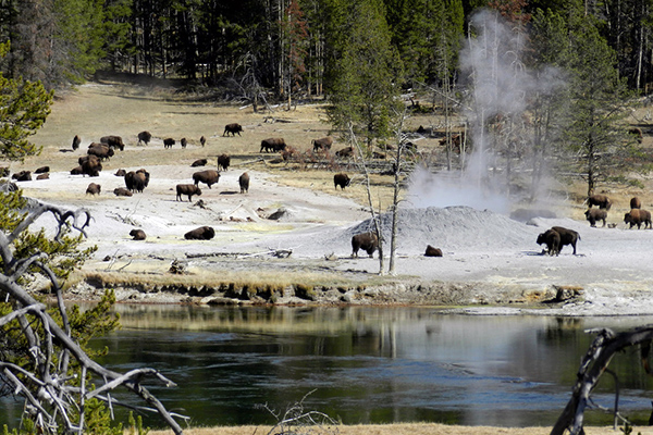 Yellowstone DianeRenkin