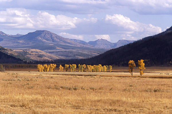 Yellowstone JPeaco