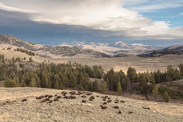 Yellowstone JacobFrank